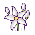 Jasmine