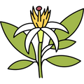 Neroli