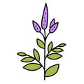 PATCHOULI