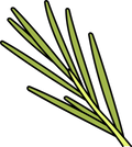 Rosemary
